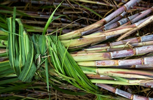  Cane molasses
